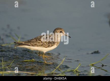 Temminck stint del foraggio in acqua bassa, Calidris temminckii, Nord Europa, Europa Foto Stock