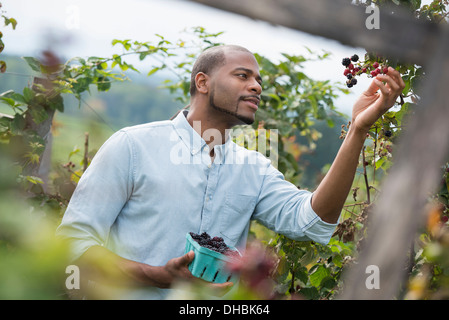 Un uomo che arrivano fino alla raccolta di bacche selvatiche da una bussola di blackberry su un organico di azienda frutticola. Foto Stock