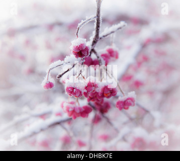 Albero di mandrino, Euonymus europaeus, bacche arancio all'interno della rosa casi esterno coperto di neve. Foto Stock