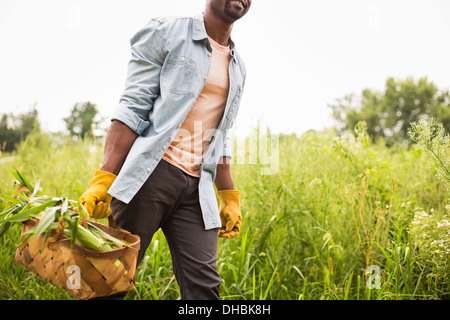 Un uomo che porta un cesto pieno di prodotti freschi raccolti gli ortaggi biologici, lavorando su di una azienda agricola biologica. Foto Stock