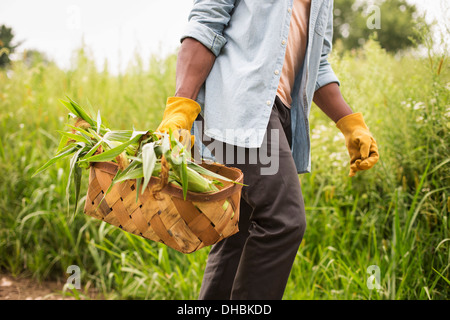 Lavorando su di una azienda agricola biologica. Un uomo con un paniere di prodotti freschi sulla pannocchia di mais, producono appena raccolti. Foto Stock