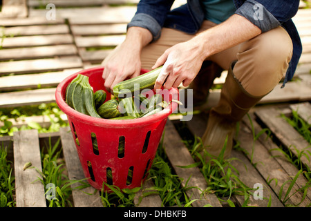 Un uomo in ginocchio e smistamento raccolte fresche verdure, zucchine. Foto Stock