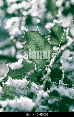 Agrifoglio Ilex aquifolium, coperta di neve con la luce del sole dietro mostrando le vene e cattura highlghts. Foto Stock