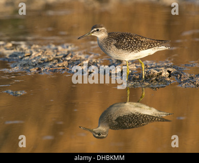 Wood sandpiper rovistando in acqua bassa, Tringa glareola, Germania, Europa Foto Stock