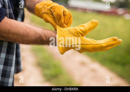 Lavorando su di una azienda agricola biologica. Un uomo mettendo spesso in pelle giallo guanti da lavoro a. Foto Stock