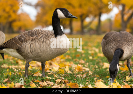 Oche canadesi nel parco. Chicago, IL Foto Stock