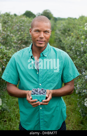 Organici di frutteto. Un man picking mirtilli, Cyanococcus, frutta. Foto Stock