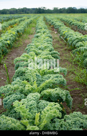 Righe di parentesi verdi piante vegetali che crescono su di una azienda agricola biologica. Foto Stock