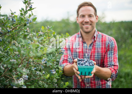 Organici di frutteto. Un man picking mirtilli, Cyanococcus, frutta. Foto Stock