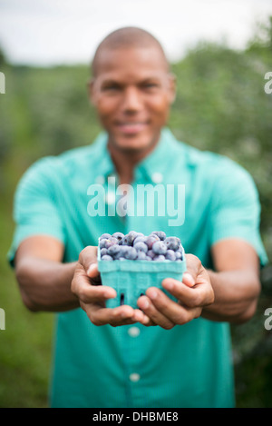 Organici di frutteto. Un man picking mirtilli, Cyanococcus, frutta. Foto Stock