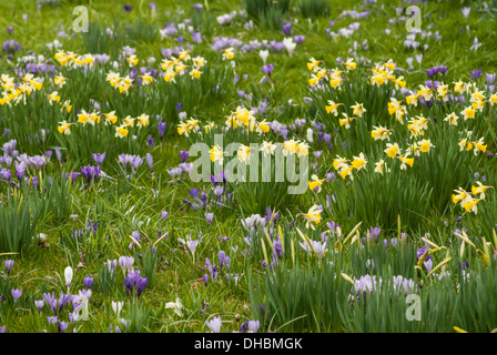 Daffodil, Narcissus pseudonarcissus. Yellow Daffodils crescendo insieme con viola e Crocus bianco. Foto Stock