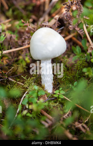 Fungo Amanita virosa, comunemente noto come l'angelo distruttore europeo, Inghilterra, Regno Unito Foto Stock
