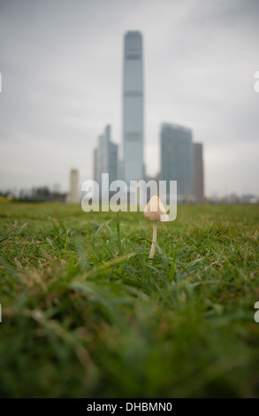 Erba e un fungo crescere di fronte agli edifici, compresa la ICC, nel West Kowloon a Hong Kong il 13 novembre 2013. Foto Stock