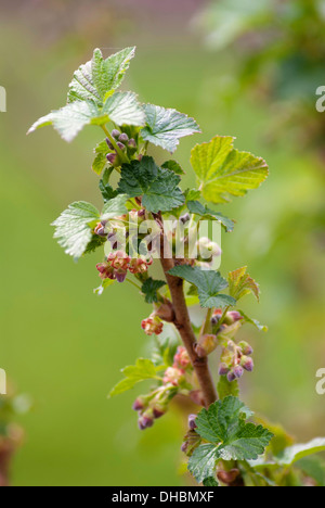 Ribes,:Ribes nero Ribes nigrum 'Ben Nevis', crescente all'aperto sulla boccola. Foto Stock