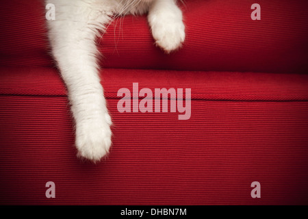 Un gattino su un divano rosso. Vista della parte frontale delle gambe e della zampa. Foto Stock