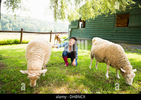 Un agriturismo biologico nelle Catskills Mountains. Una donna con due grandi pecore al pascolo in un paddock. Foto Stock