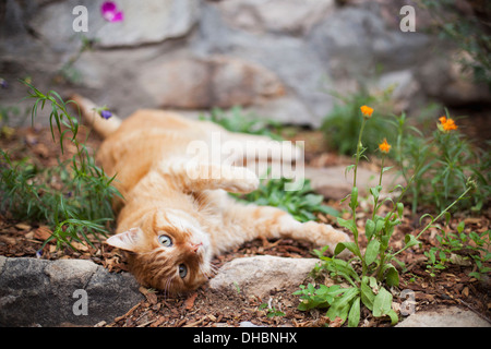 Orange tabby Gatto sdraiato in giardino Foto Stock