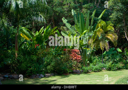 Sotto il giardino tropicale con ventola di felci, palme & verde e lussureggiante fogliame in pezzata luce solare Foto Stock