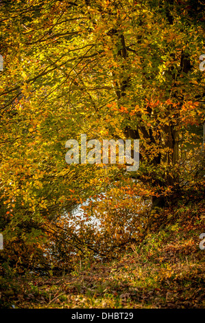 Albero con foglie d'autunno dorate sul bordo del lago, in un bosco britannico Foto Stock