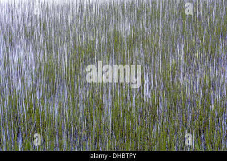 Acqua di erba, Islanda Orientale Foto Stock