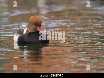 Rosso-crested Pochard nuoto, Netta Rufina, Germania, Europa Foto Stock