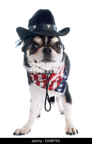 American chihuahua davanti a uno sfondo bianco Foto Stock