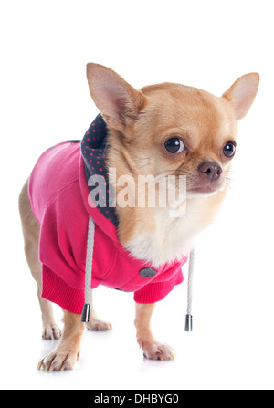 Vestito chihuahua davanti a uno sfondo bianco Foto Stock