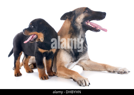 Razza sheepdog belga malinois e cucciolo rottweiler su sfondo bianco Foto Stock