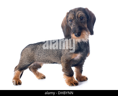 Filo cucciolo pelose bassotto davanti a uno sfondo bianco Foto Stock
