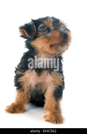 Cucciolo di Yorkshire terrier di fronte a uno sfondo bianco Foto Stock