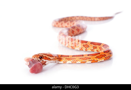 Mangiare mais, serpente elaphe guttata davanti a uno sfondo bianco Foto Stock