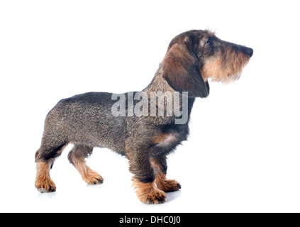 Filo cucciolo pelose bassotto davanti a uno sfondo bianco Foto Stock