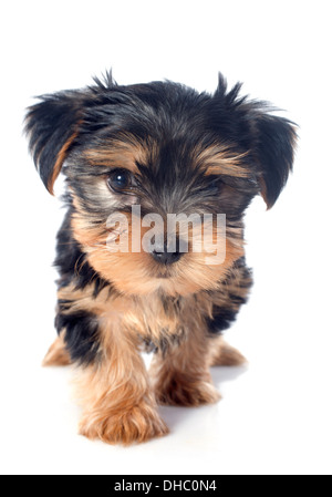 Cucciolo di Yorkshire terrier di fronte a uno sfondo bianco Foto Stock