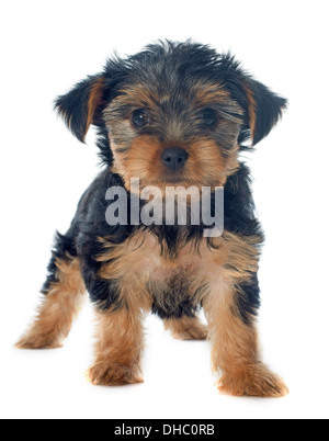 Cucciolo di Yorkshire terrier di fronte a uno sfondo bianco Foto Stock