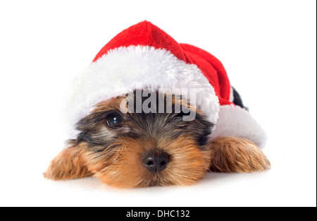 Cucciolo di Yorkshire terrier di fronte a uno sfondo bianco Foto Stock