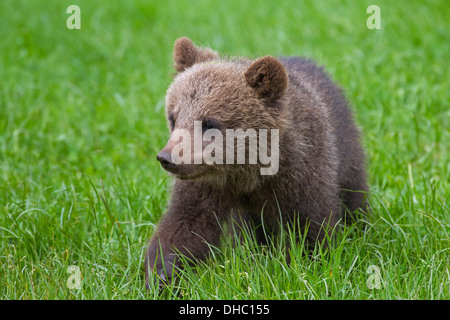 Unione orso bruno / Eurasian l'orso bruno (Ursus arctos arctos) cub a piedi nella prateria Foto Stock