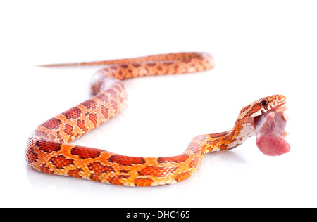 Mangiare mais, serpente elaphe guttata davanti a uno sfondo bianco Foto Stock