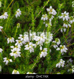 Campana bianco erica (Erica Cinerea). White heather è considerato fortunato in Scozia Foto Stock