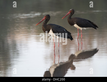 Cicogna Nera rovistando, Ciconia nigra, Germania, Europa Foto Stock