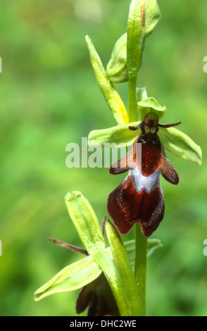 Fly orchid blossom situato in legno Homefield Riserva Naturale, Buckinghamshire Foto Stock