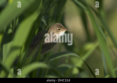 Eurasian reed trillo in reed, acrocephalus scirpaceus, Germania, Europa Foto Stock