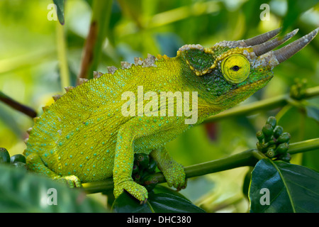 Jackson Chameleon (Trioceros Jacksonii) nasconde nel caffè alberi; Holualoa, Big Island, Hawaii, Stati Uniti d'America Foto Stock