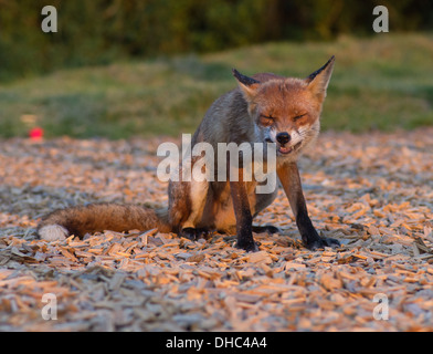 Una femmina di Fox (vixen) dopo la razzia di un cassonetto per rifiuti alimentari Foto Stock