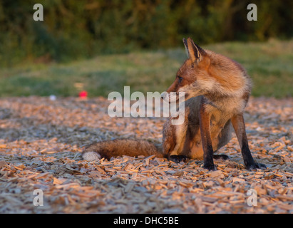 Una femmina di Fox (vixen) dopo la razzia di un cassonetto per rifiuti alimentari Foto Stock