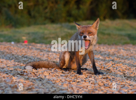 Una femmina di Fox (vixen) dopo la razzia di un cassonetto per rifiuti alimentari Foto Stock