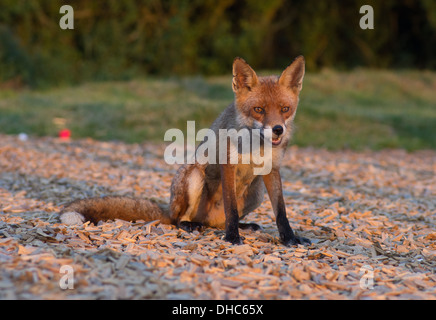 Una femmina di Fox (vixen) dopo la razzia di un cassonetto per rifiuti alimentari Foto Stock