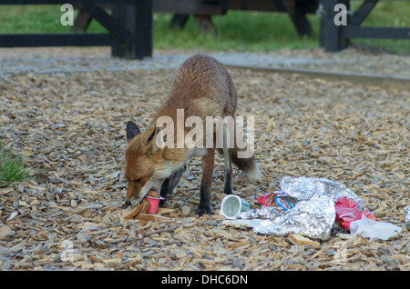 Una femmina di Fox (vixen) dopo la razzia di un cassonetto per rifiuti alimentari Foto Stock