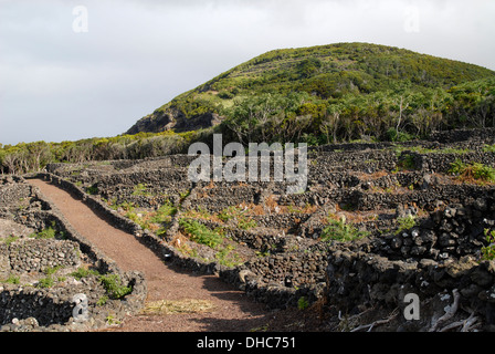 Per ristabilire la terrazza di lava a crescere il vino locale, isola Pico, Azzorre, Portogallo Foto Stock