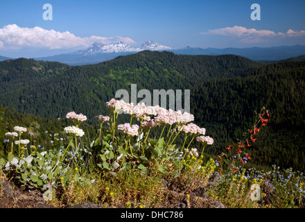OREGON - Vista delle Tre Sorelle da un prato sul lato del cono picco della Willamette National Forest. Foto Stock