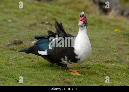 Anatra muta (Cairina moschata), isola Pico, Azzorre, Portogallo Foto Stock